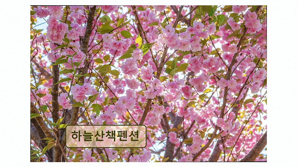 하늘산책펜션 사진 5
