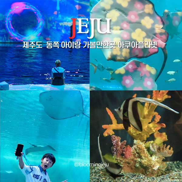  제주도 가볼만한곳 6월 제주 동쪽 아이랑 아쿠아리움 아쿠아플라넷