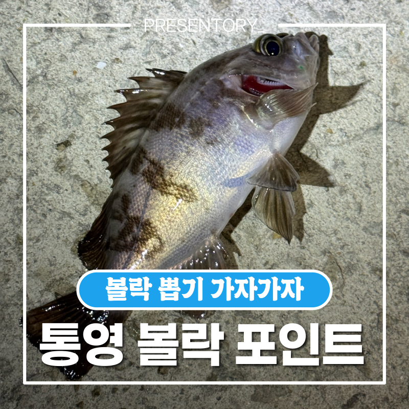 통영 볼락 낚시 방파제 포인트 생활낚시 발판 편함 다같이 즐겨