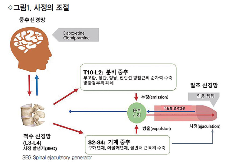 조루는 왜 생길까? 세로토닌은 무엇일까?
