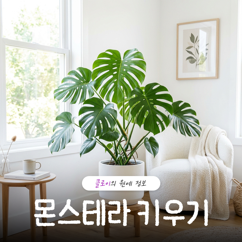 몬스테라 키우기 알보 수경재배 및 가지치기 하는 방법