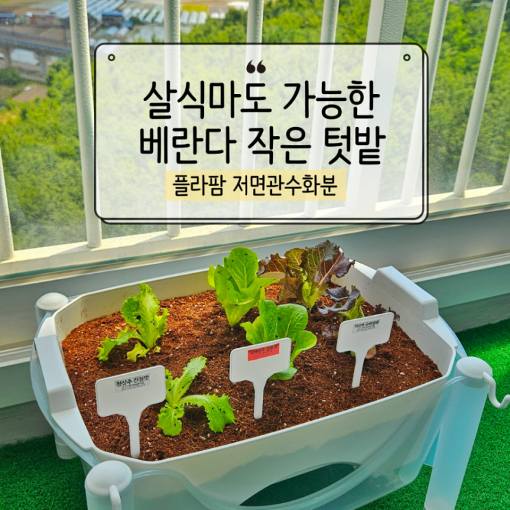  저면관수화분으로 시작한 상추키우기, 베란다 텃밭화분으로 딱이네