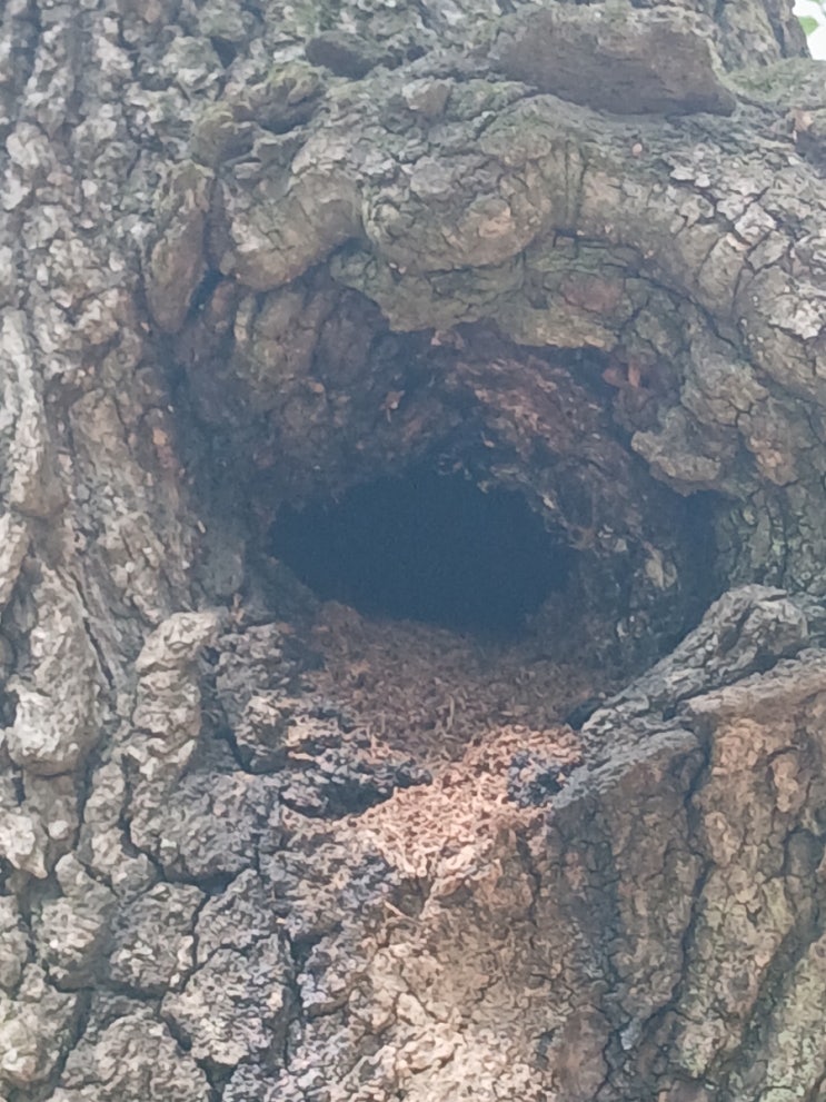  참나무 나무 구멍의 집주인은 누구일까 ( Who Lives in the Oak Tree Hole)