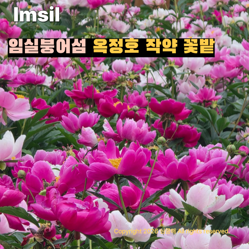 5월 국내 여행지 추천 임실 붕어섬 옥정호 작약꽃 개화 현황 및 옥정호 출렁다리 입장료 주차....