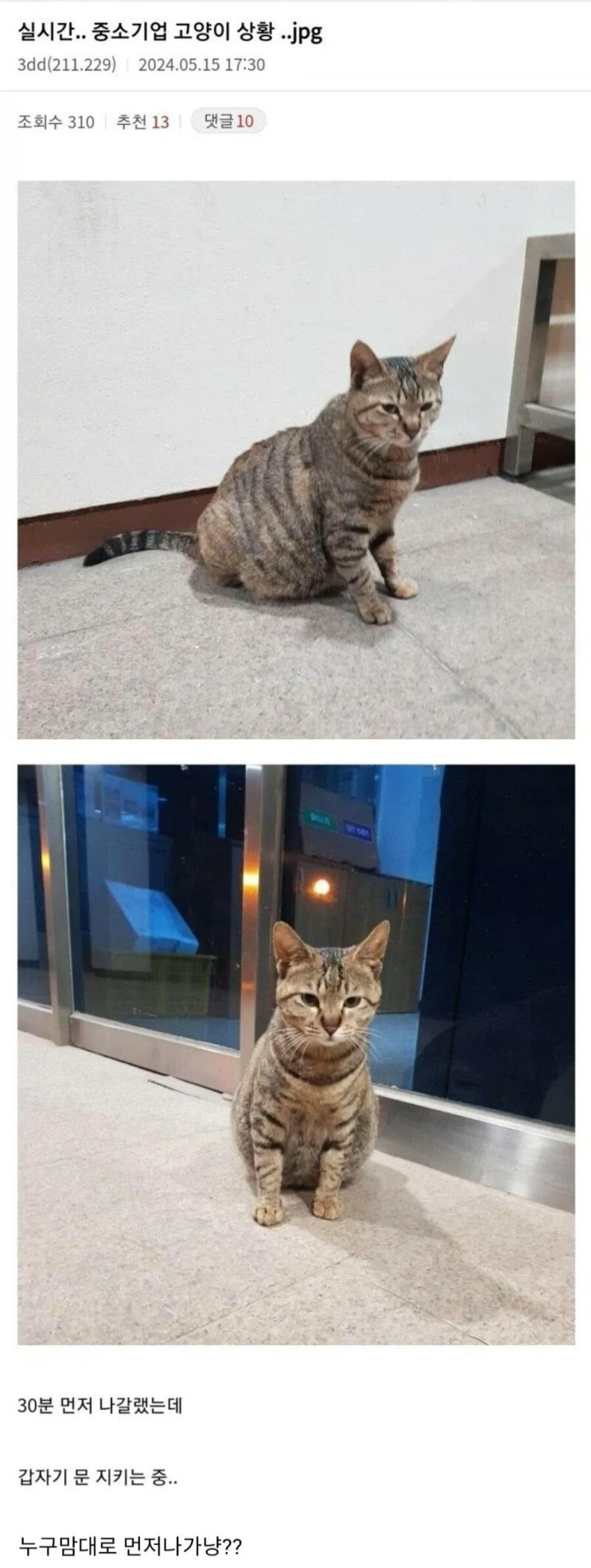  중소기업 고양이.jpg