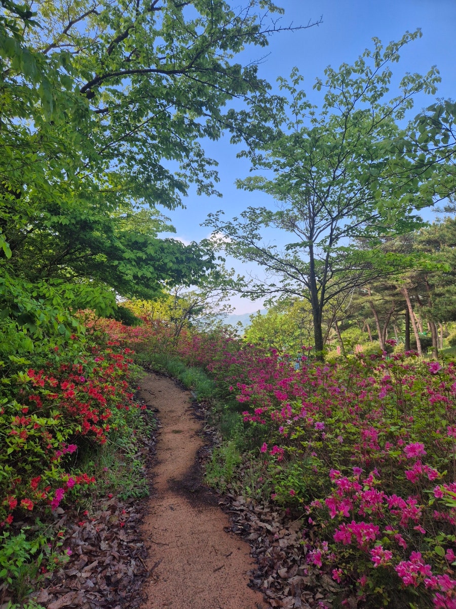 담쟁이카페 사진 6