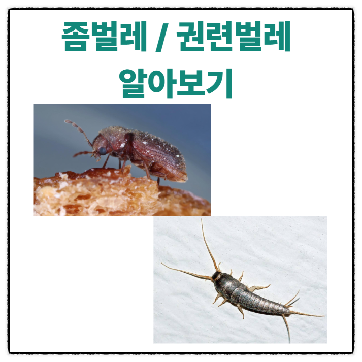 같이 살기는 싫어 좀벌레 권연벌레 퇴치 알아보기