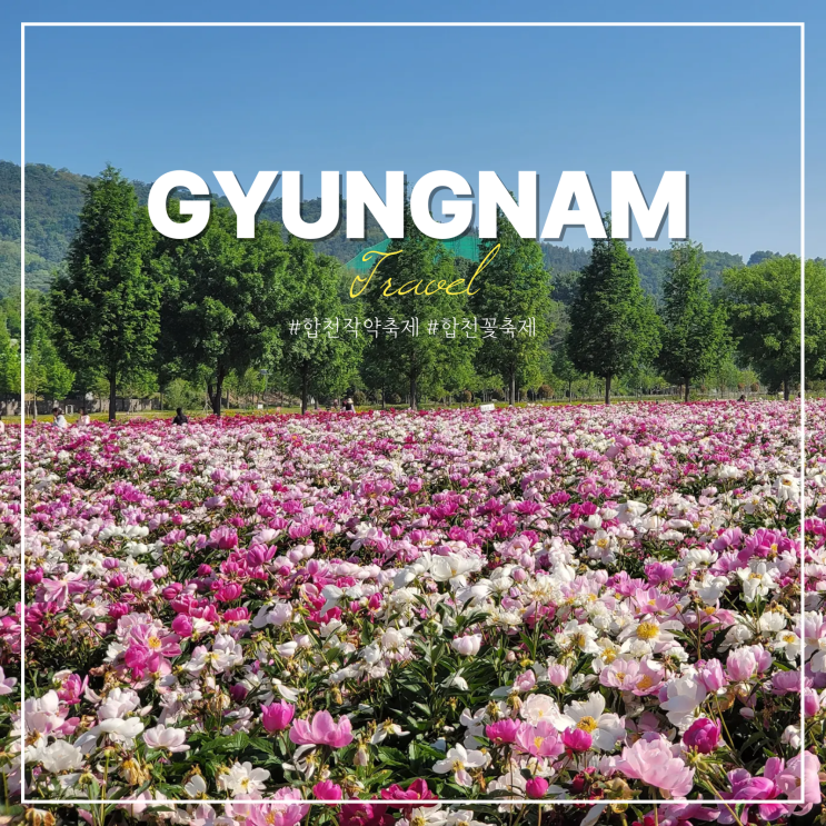  합천 작약축제 기간 꽃밭 개화시기 합천 핫들생태공원