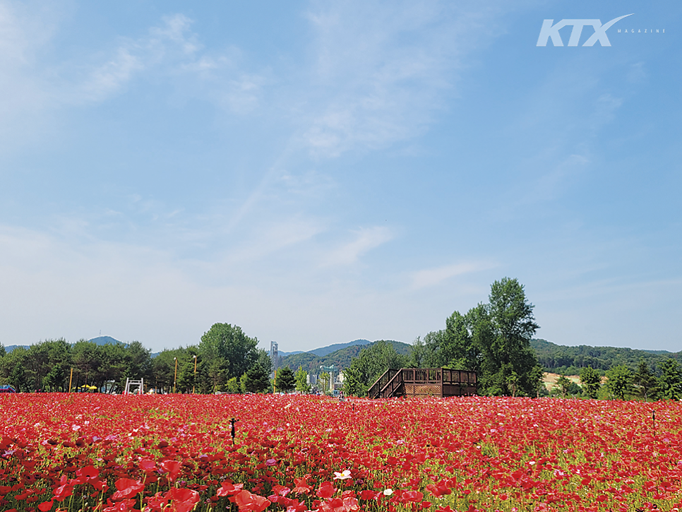 꽃이야기 사진 3