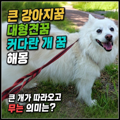 큰 강아지꿈 대형견꿈 커다란 개 꿈 해몽, 큰 개가 따라오고 무는 의미는?