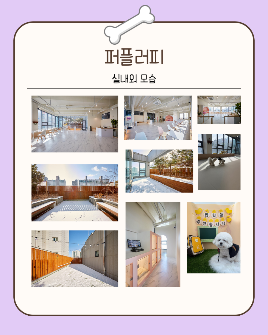 퍼플러피 사진 1