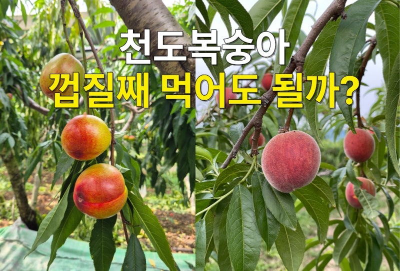 천도복숭아 일반 복숭아 차이, 껍질째 먹어도 될까?