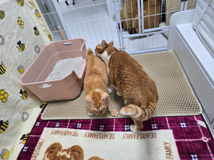  고양이 써클링이 반복, 발작인지 뇌압 문제인지 [뇌수두증 기록2]