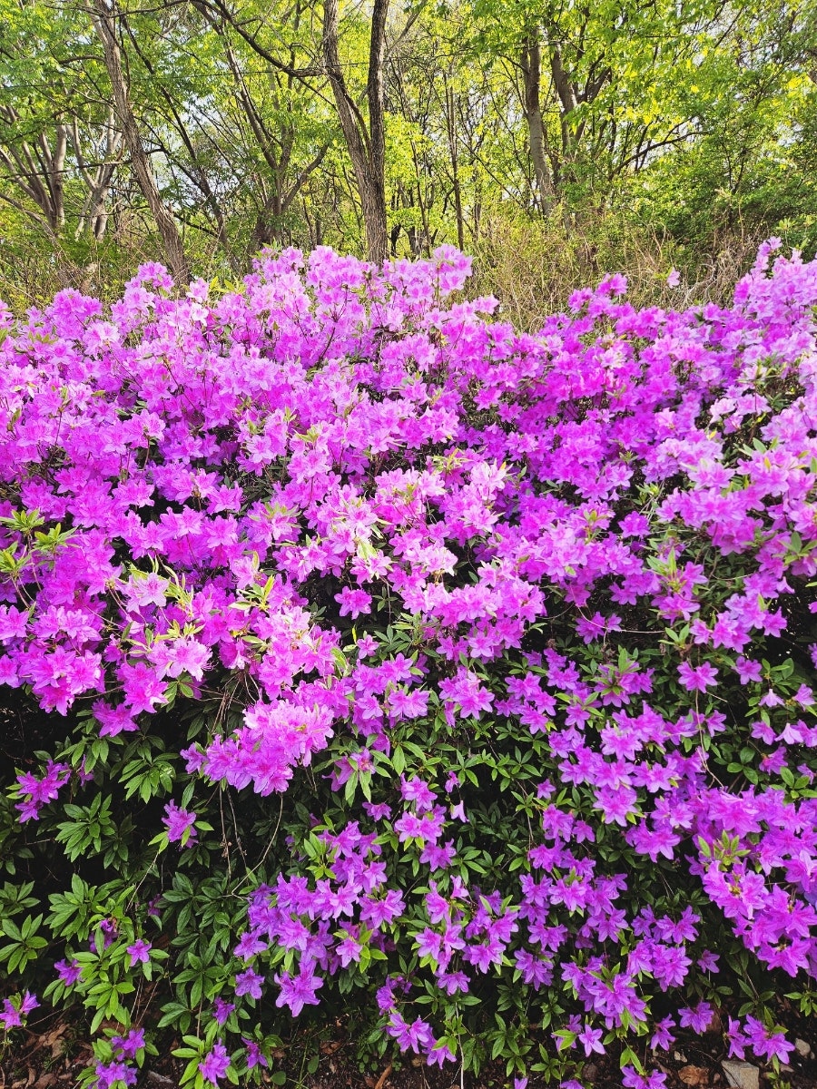 스윗코하롱 사진 2