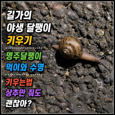 길가의 야생 달팽이 키우기, 명주달팽이 먹이와 수명 키우는법 상추만 줘도 괜찮아?