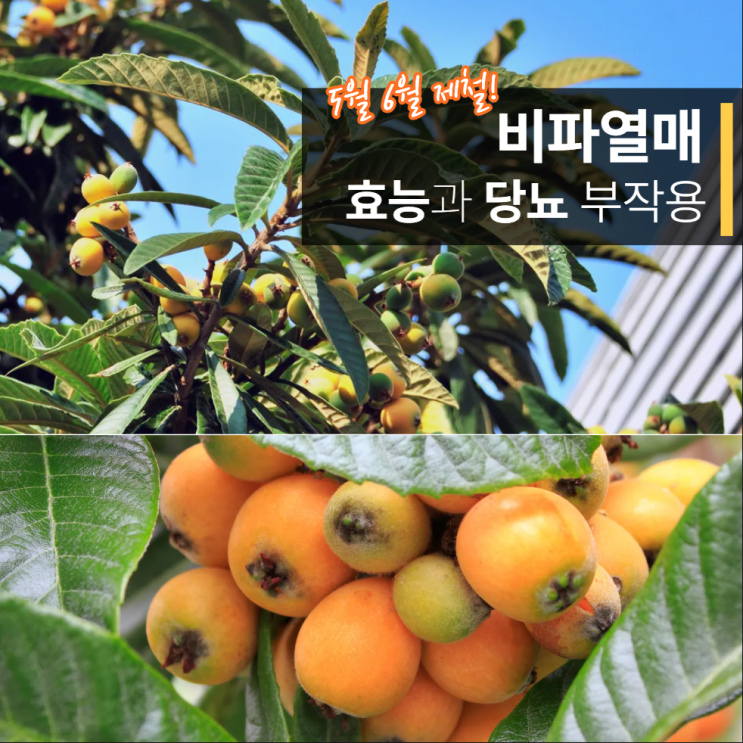 비파열매 효능 부작용 당뇨 gi지수