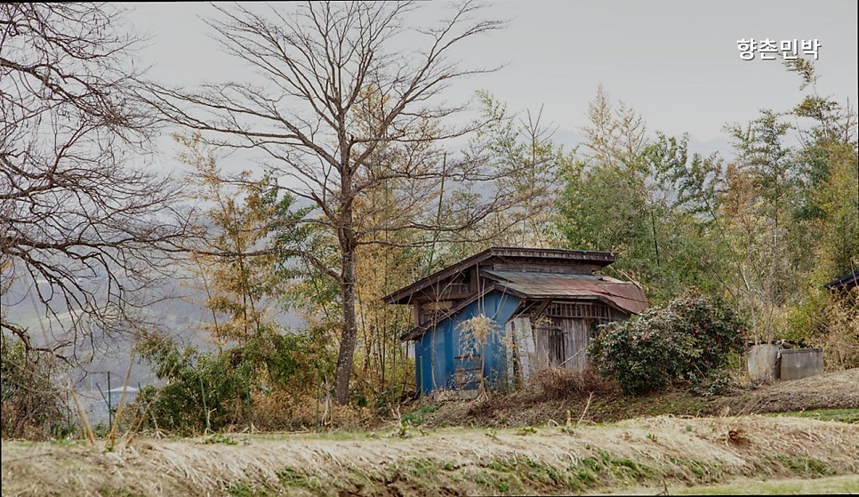 향촌 사진 4