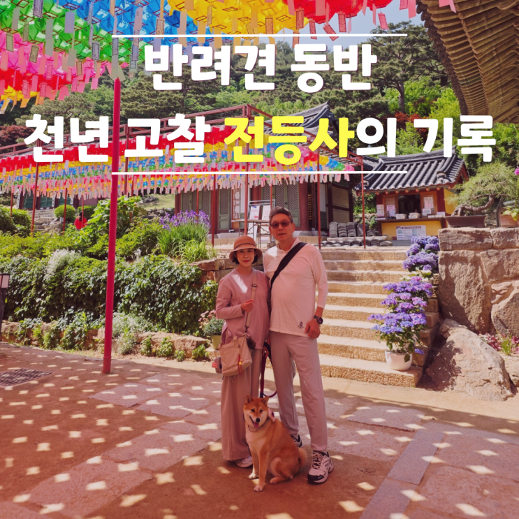  부처님 오신 날 가기 좋은 강화도 전등사 반려견 동반 절 방문 기록