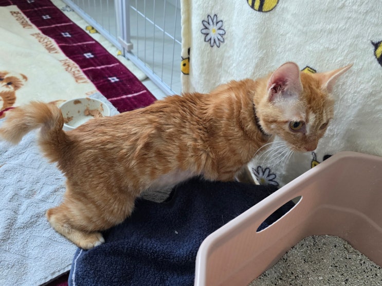  고양이 FIP 완치 후 이상 증상 [뇌수두증 기록1]
