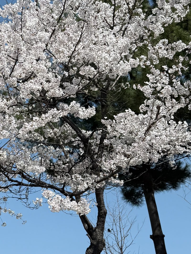 부산쌍커풀수술가격 얼마일까 종류별 비용과 회복기간 정리