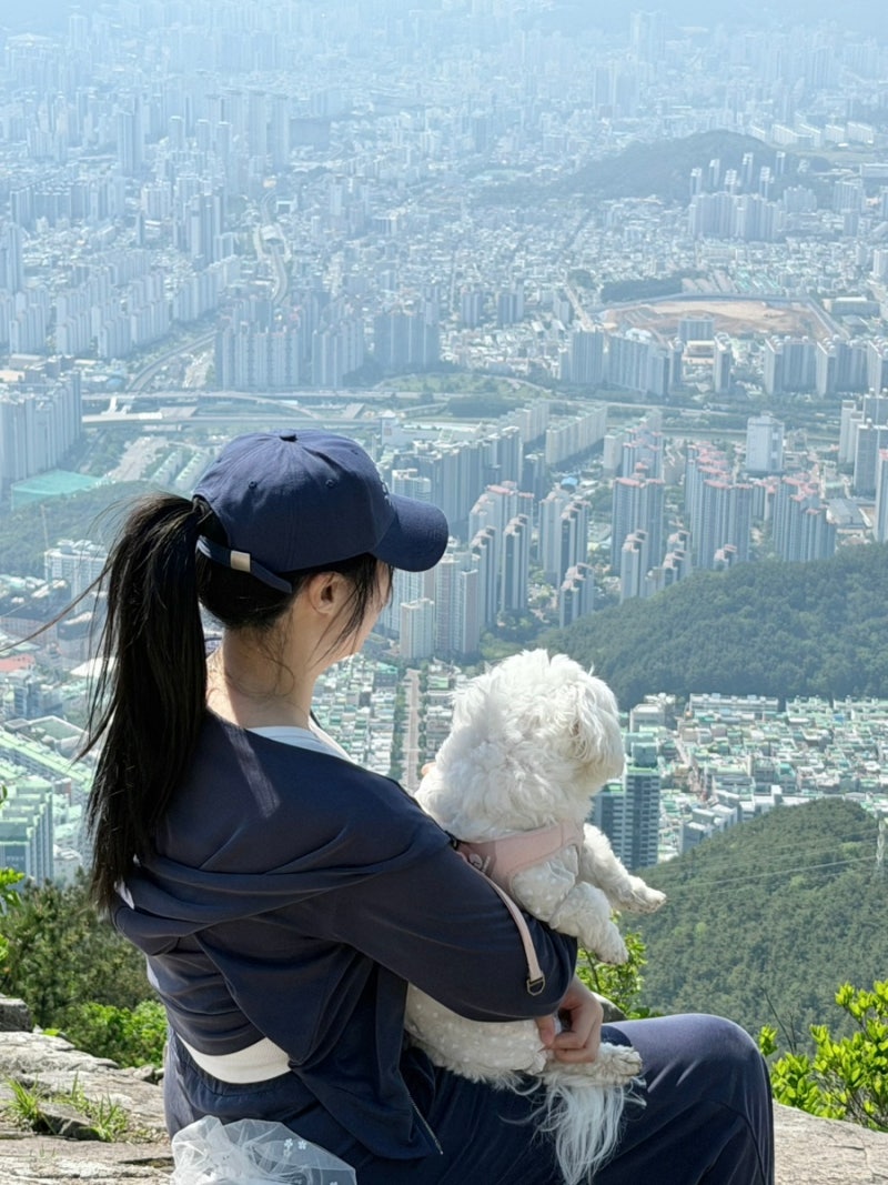 강아지 진드기 예방 방법 8가지 :: 진드기 기피제 추천, 진드기 물렸을때 대처법 (+내돈내산 ....