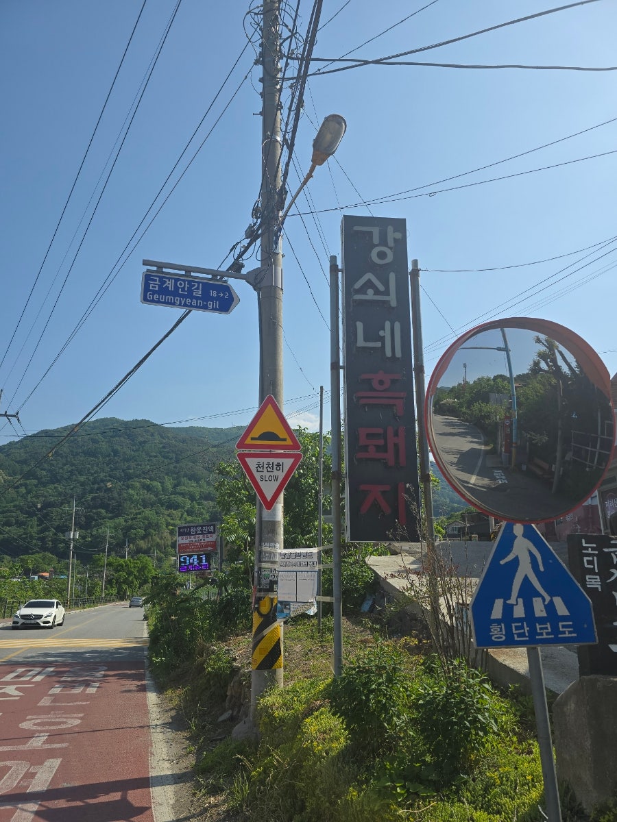 강쇠네흑돼지 사진 1