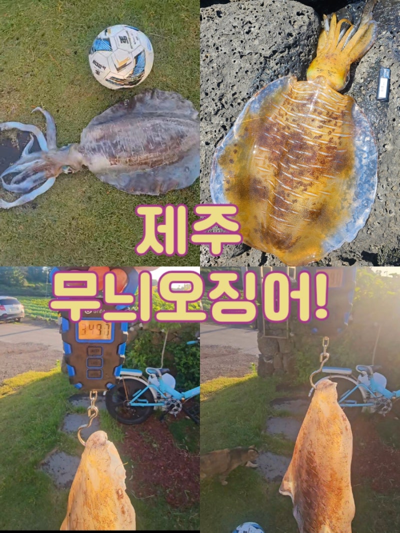 제주 무늬오징어 바다낚시 시즌 시작 제주도 무늬오징어 3.4kg로 2026 시작!