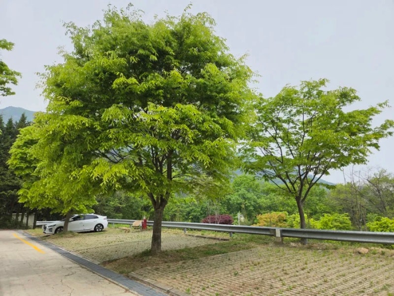 [가평 유명산자연휴양림 캠핑카야영장] 드넓고 탁 트인 303번 사이트에서 오토캠핑한 후기