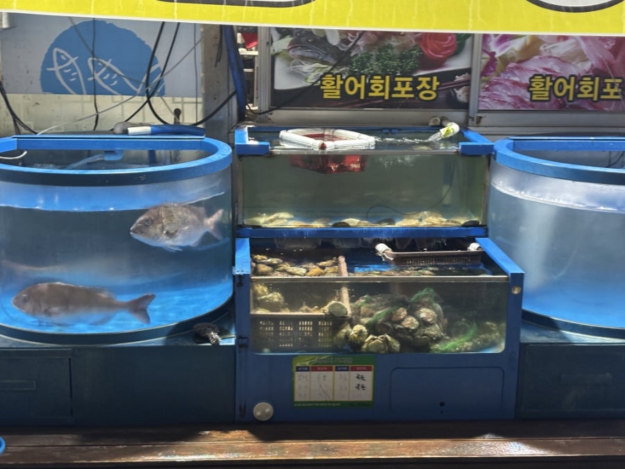 소주향기는바람에날리고 사진 6