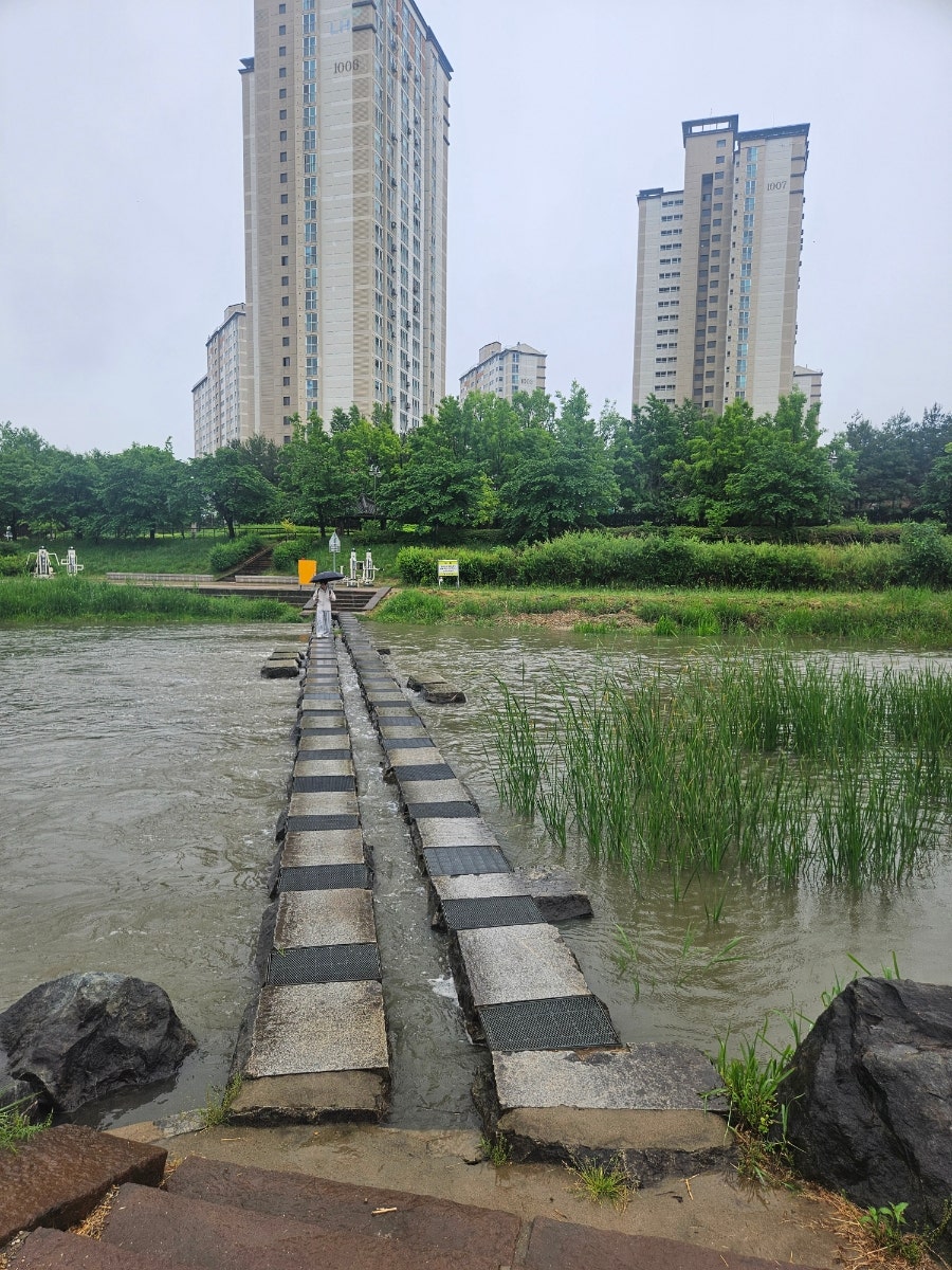 스윗코하롱 사진 5