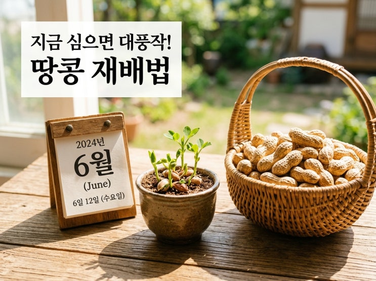  땅콩 심는 시기 지금 심어도 늦지 않았을까? 다수확 심는 법