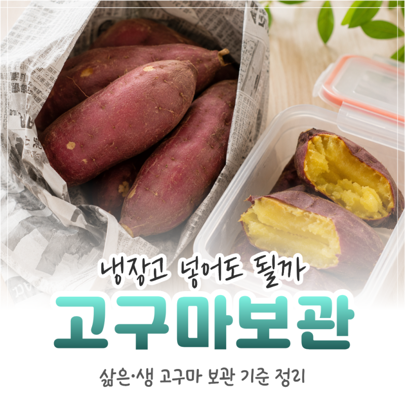 고구마 냉장고 보관 가능할까? 삶은·생고구마 기준 정리