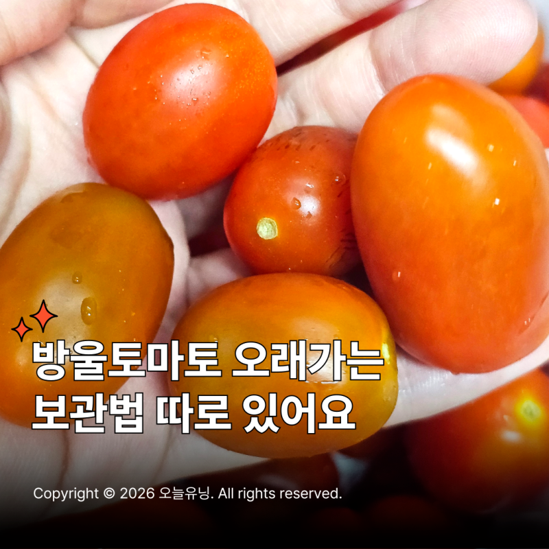 방울토마토 세척법 보관법 신선하게 총정리 꿀팁