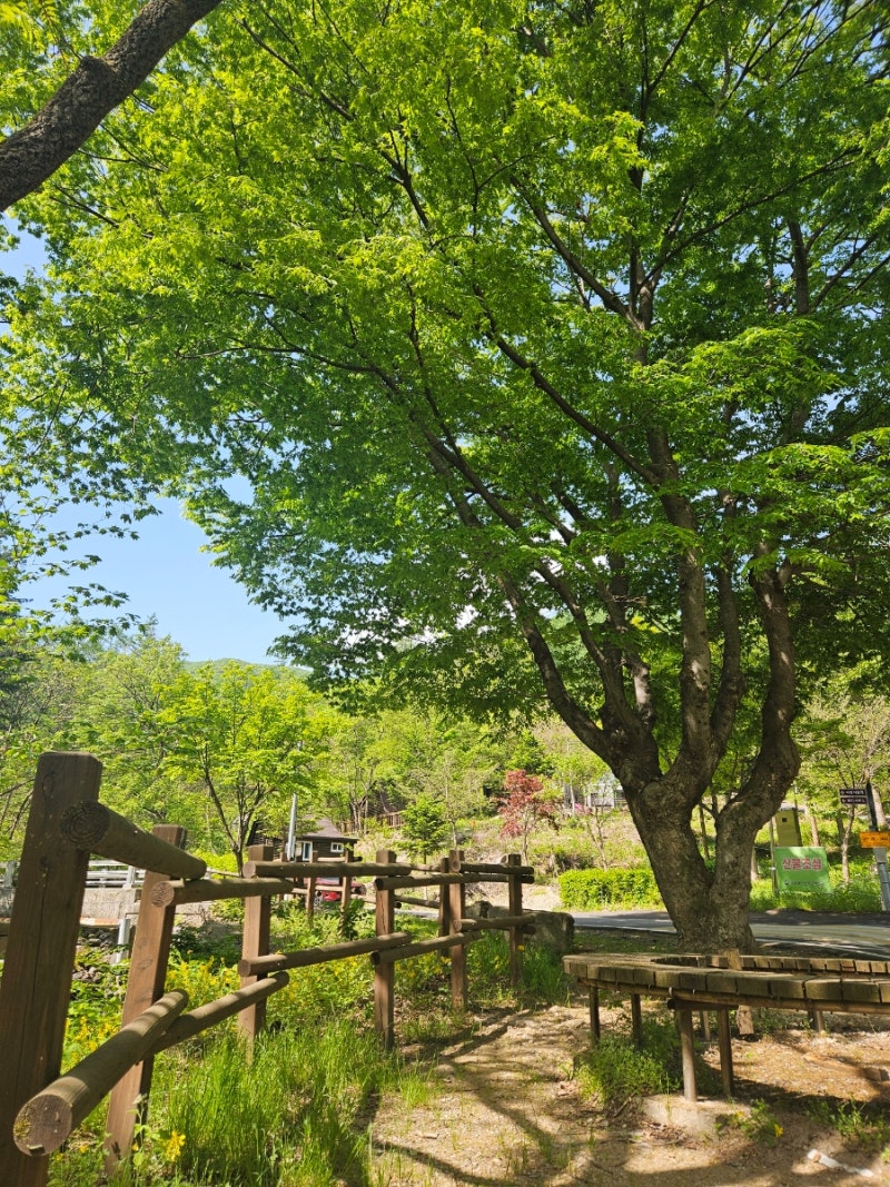 유명산자연휴양림/느티나무(연립동)