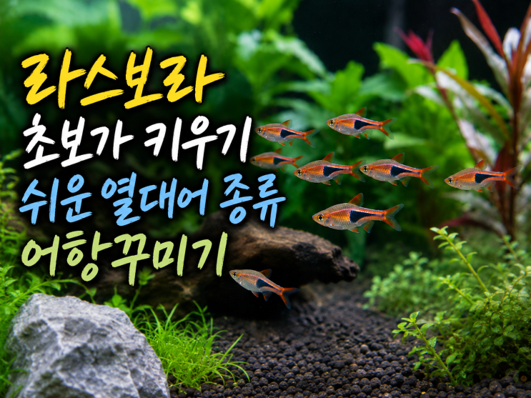  라스보라 갤럭시,헹겔리 등 초보가 키우기 쉬운 열대어 종류 어항꾸미기
