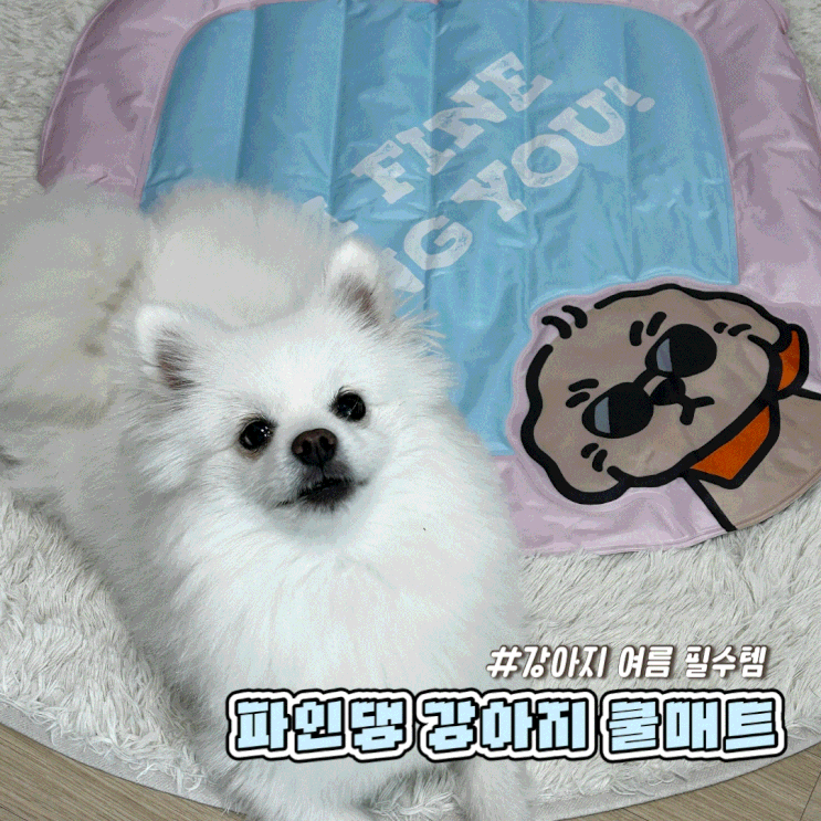  강아지 여름 필수템 터지지 않는 쿨매트 파인댕