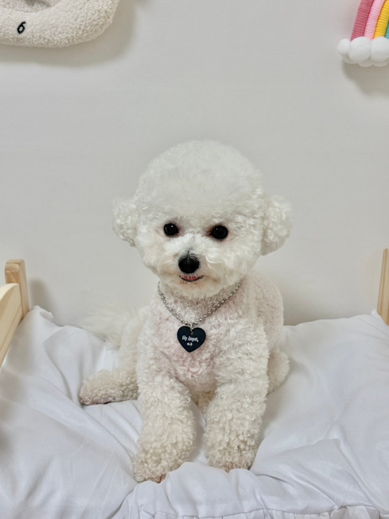 반려견 인식표 QR코드 가능한 강아지 목걸이 네임택 리틀컵