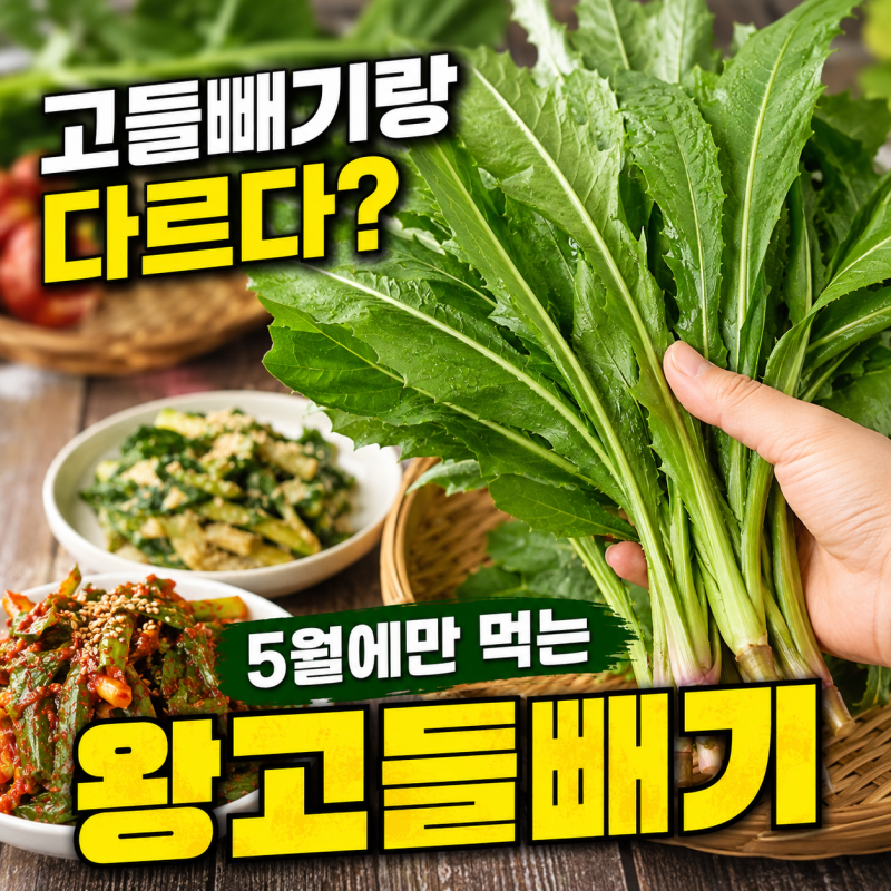 5월 제철 나물 왕고들빼기(용설채), 효능·차이점·먹는법 총정리