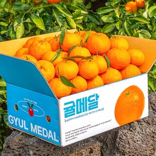  제주 카라향 신비향 수라향 비교 - 비가림 감귤 가정용 선물세트
