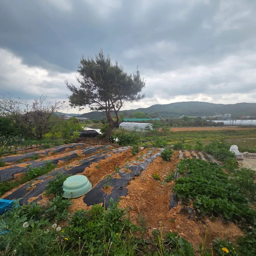 서해정 사진 2