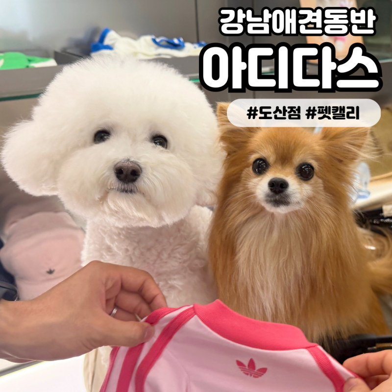 [아디다스 오리지널스 플래그십 도산] 대유행 강아지 옷 펫 캘리 티셔츠 색상 가격 사이즈 후....