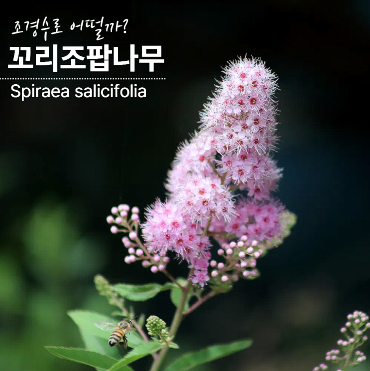  꼬리조팝나무 특징 조경수 키우기 추천