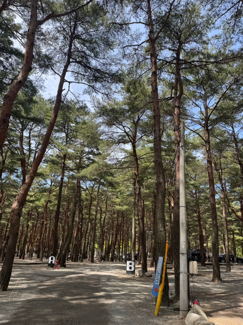 바다 캠핑장, 넓은사이트, 소나무 숲뷰 반려견동반 캠핑장 ｜양양캠프장(양양오토캠핑장)