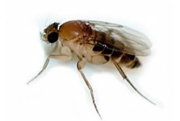 집안의 불청객 벼룩파리 완벽 박멸 가이드: 원인부터 퇴치, 예방법까지