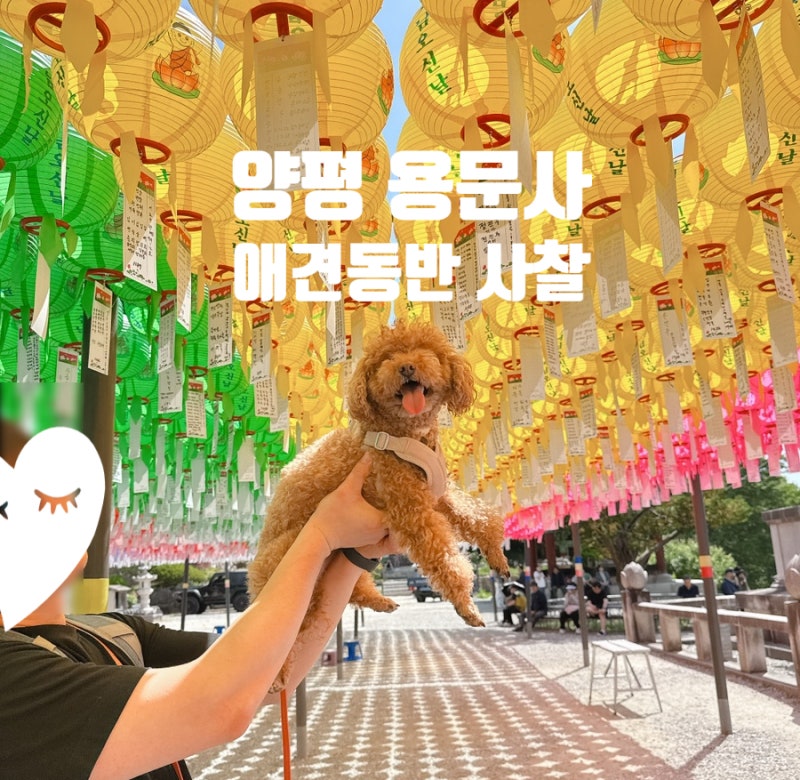 경기도 애견동반사찰 양평 용문사애견동반 후기(f.용문사은행나무)