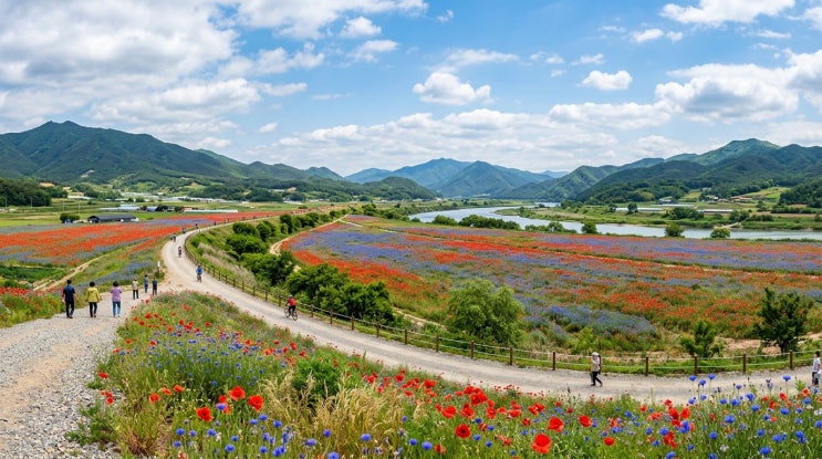  [2026년 5월 가볼만한곳] 5월 꽃구경 끝판왕! 경남 함안 악양뚝방길 양귀비 개화 상황 및 주차 꿀팁 총정리 (26.05.17 기준)