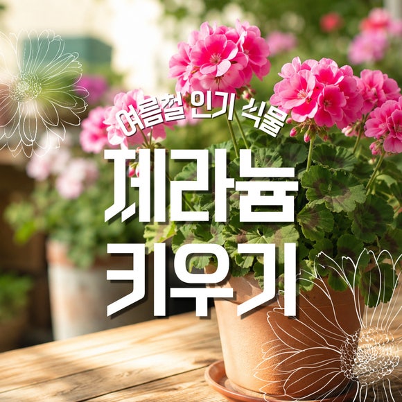 여름철 인기 식물, 모기가 싫어하는 제라늄 키우기(+꽃이 안피는 이유)
