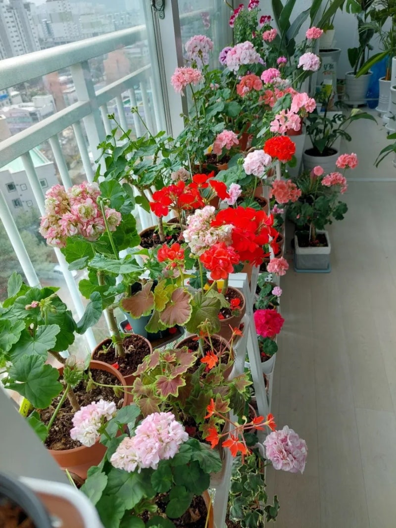 제라늄 흙 배합, 삽목, 물주기 방법 / 베란다 보다 마당에서 키우기 힘든 제라늄
