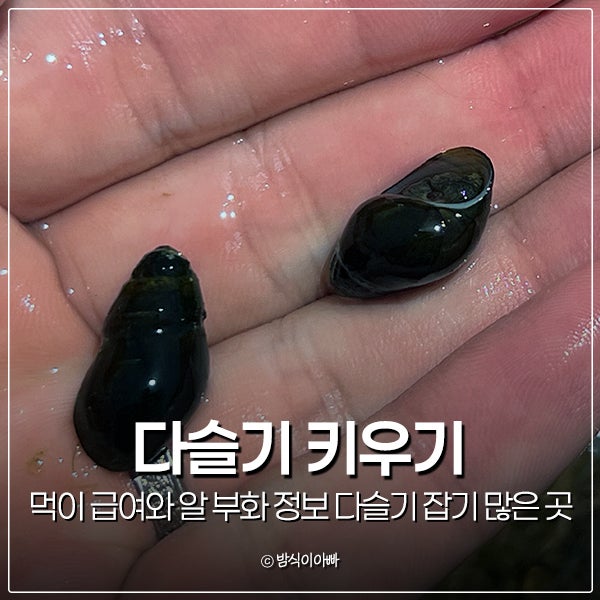 다슬기 키우기, 먹이 급여와 알 부화 정보 다슬기잡기 많은 곳 어디?