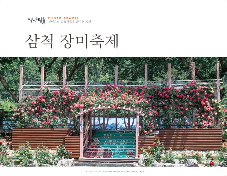 삼척 가볼만한곳 장미공원 삼척 <b>장미축제</b>